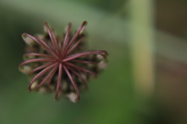 IMG_0331