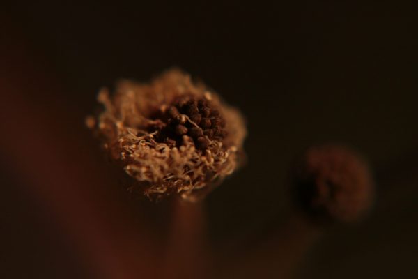 IMG_2055