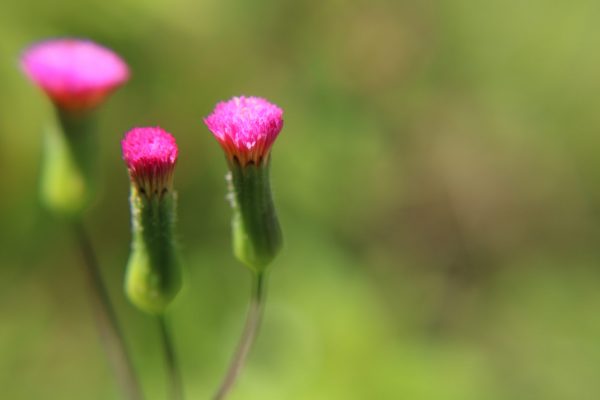 IMG_4547 IMG_4547