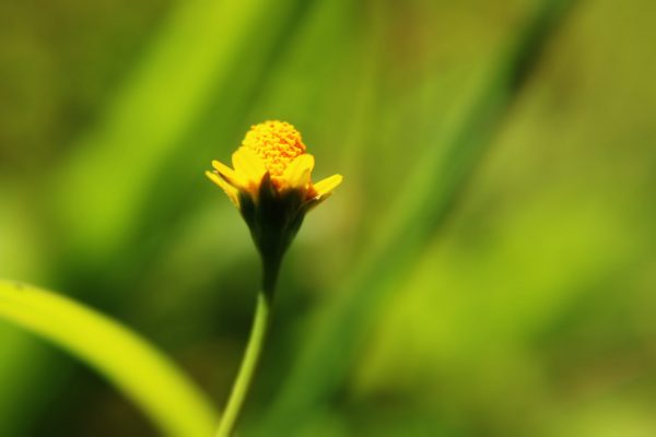 IMG_4554 IMG_4554