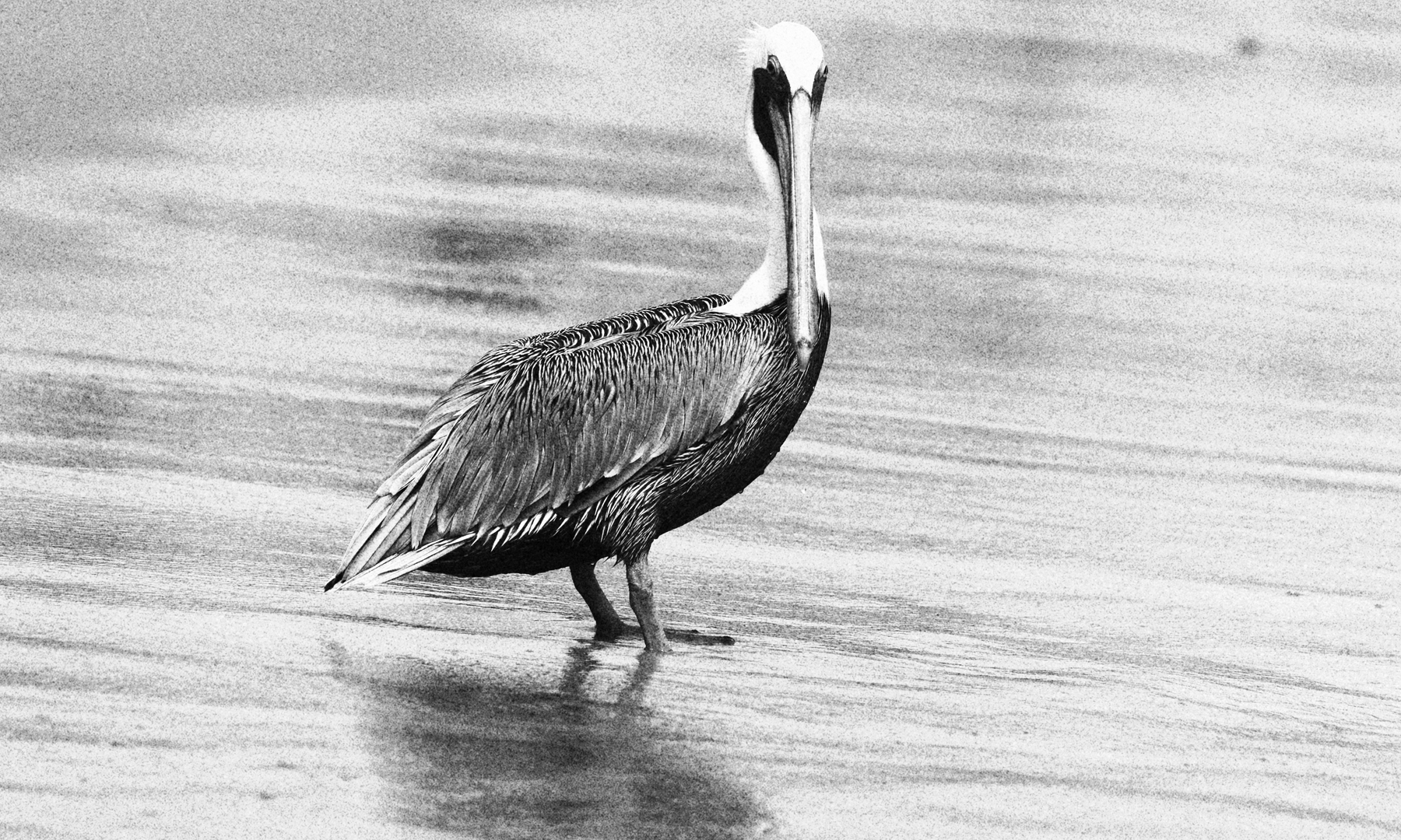 pelicanS . al.Alba