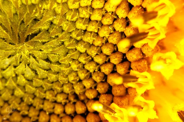 linago-sunflower-01-09
