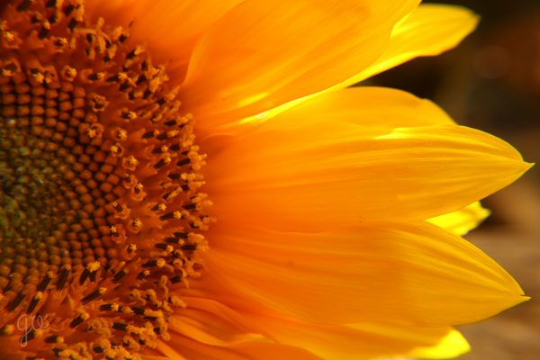 linago-sunflower-01-13
