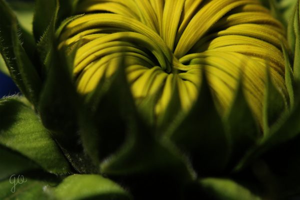 linago-sunflower-01-21